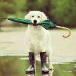 Meet your Posher, Hunter